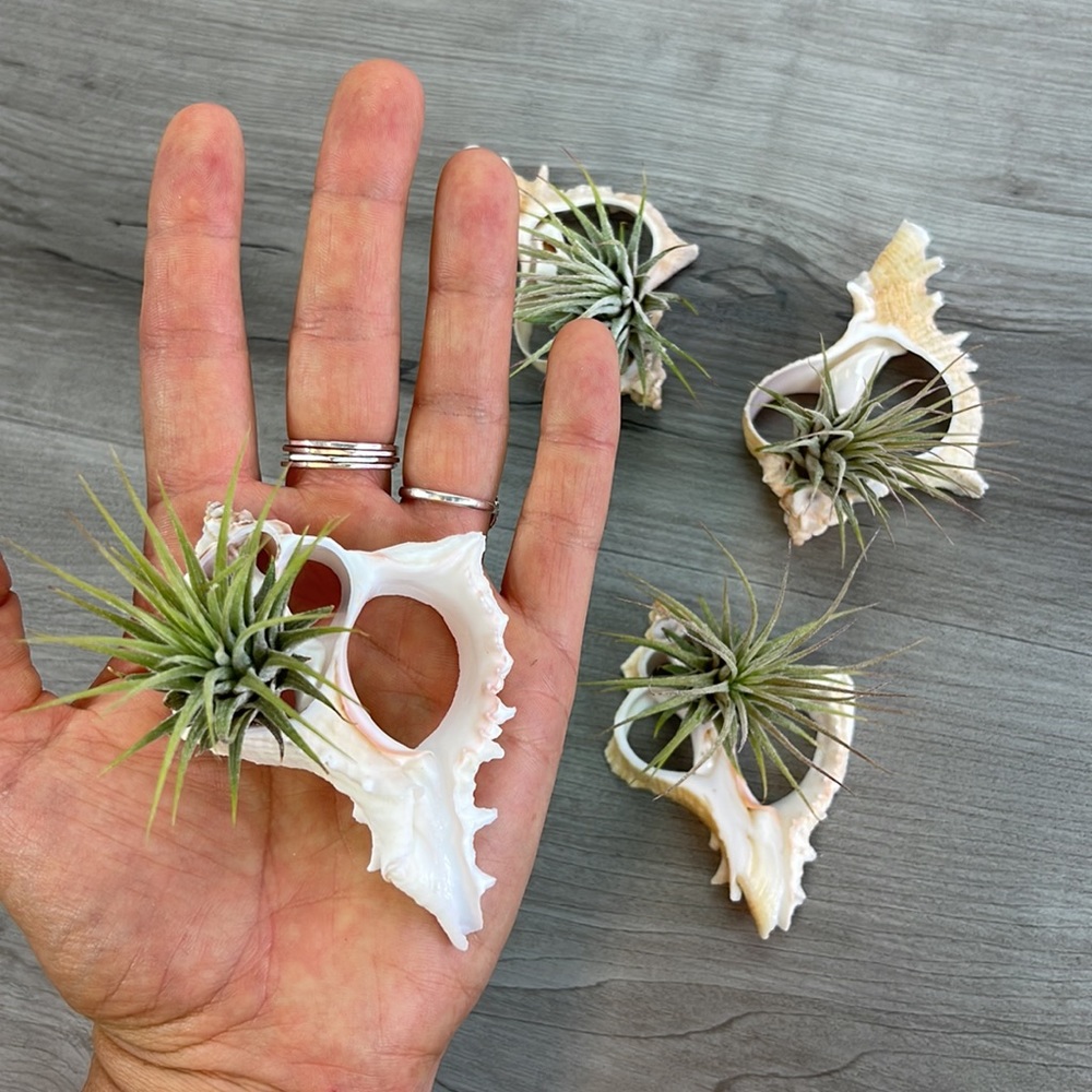 🔆AIR PLANT BUDDY🔆 WITH REAL SEA SHELL HAND MADE AND UNIQUE - Picture 6 of 11